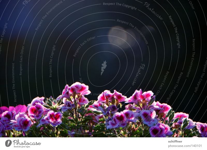 Burning Love Plant Flower Blossom Geranium Cranesbill plants Window box Balcony Terrace Pot plant Horticulture Gardening Light Background picture Reflection