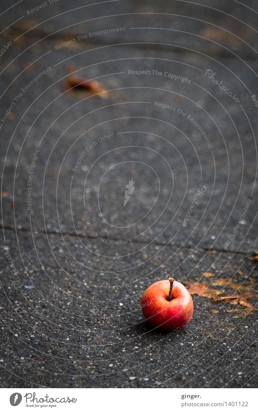 Hail stayed! Fruit Apple Windfall Brown Gray Red in one piece undamaged Cobbled pathway Paving stone Sludgy Autumn Harvest Mature Round Small Rough Line