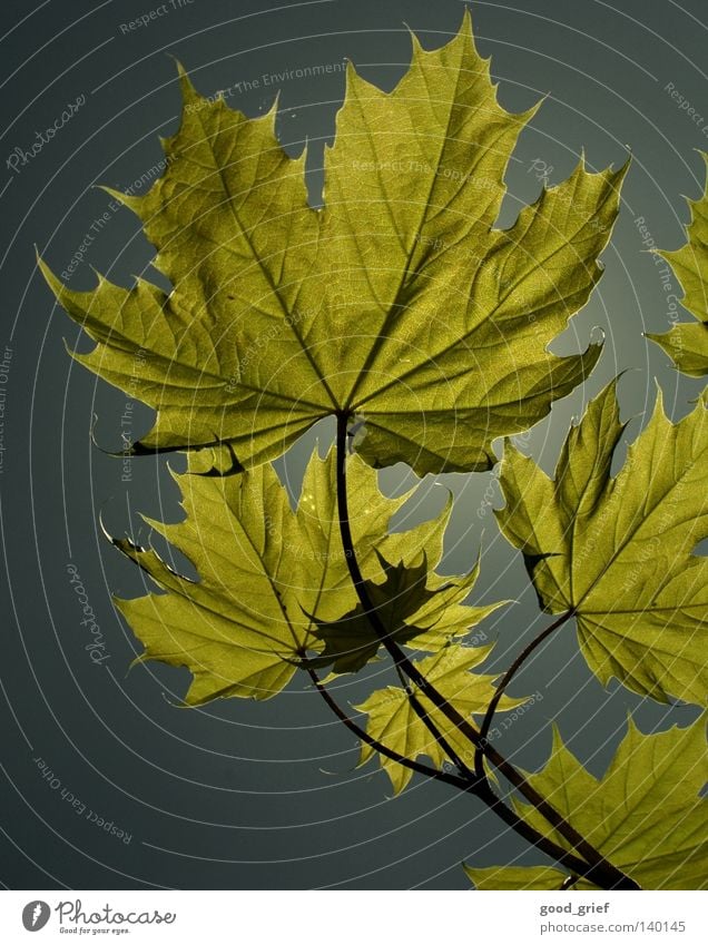 leaf in the sky Leaf Autumn Summer Sunbeam Gray Maple tree Maple leaf Tree Spring Pattern Vessel Blue Sky Structures and shapes