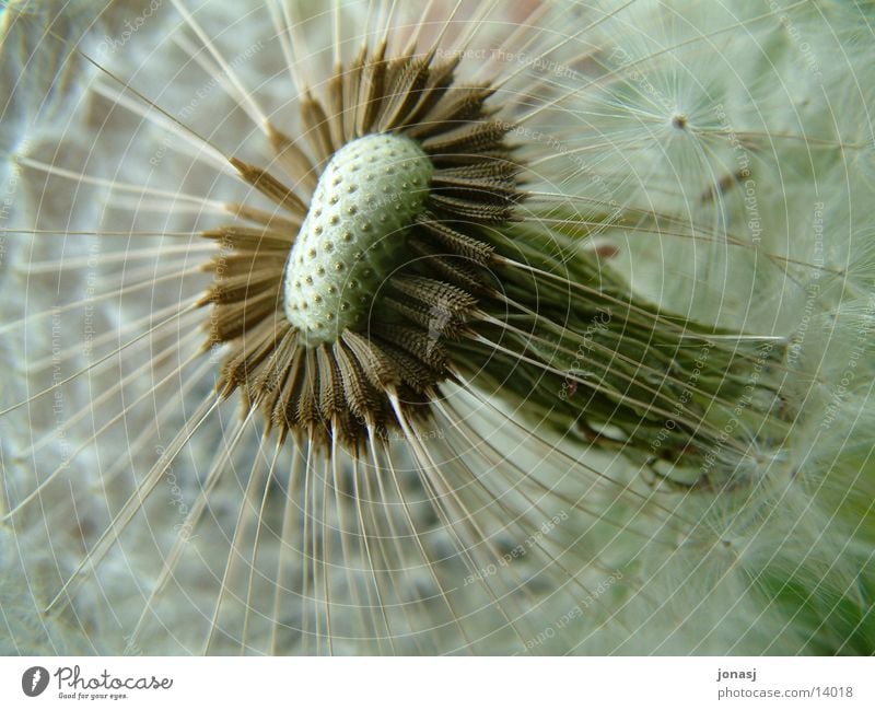 Every detail Dandelion Stalk Seed umbrella