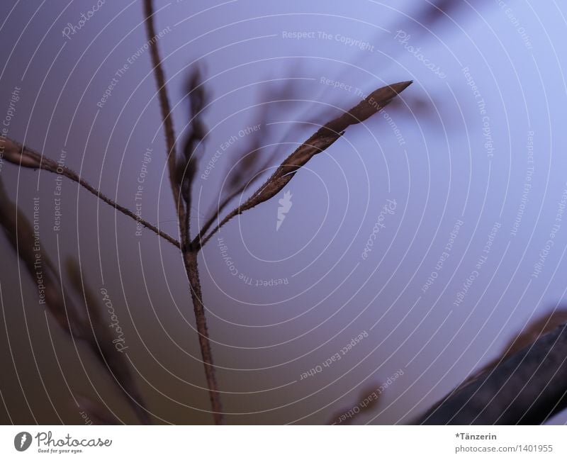 in the fog Nature Plant Autumn Bad weather Fog Grass Natural Colour photo Subdued colour Exterior shot Macro (Extreme close-up) Deserted Day Evening