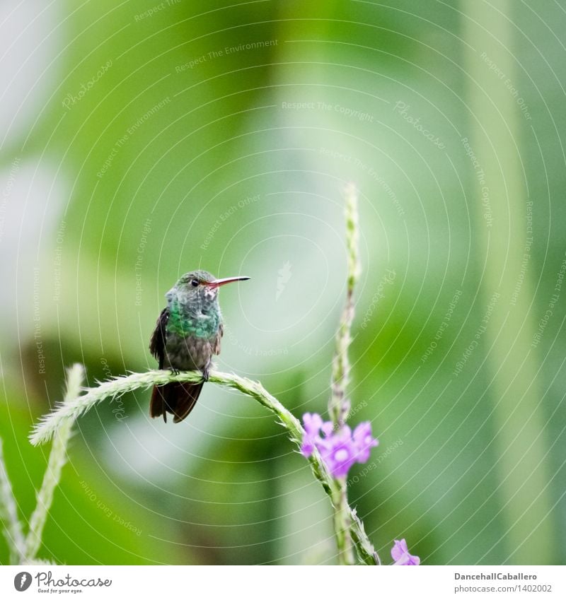 hummingbird Spring Summer Plant Grass Blossom Animal Bird Hummingbirds 1 Small Beautiful Green Violet Ornithology Colour photo Exterior shot Close-up