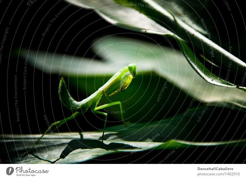 mantis religiosa Plant Leaf Virgin forest Animal Insect Praying mantis 1 Elegant Creepy Astute Green Feeler Colour photo Exterior shot Close-up Detail Deserted