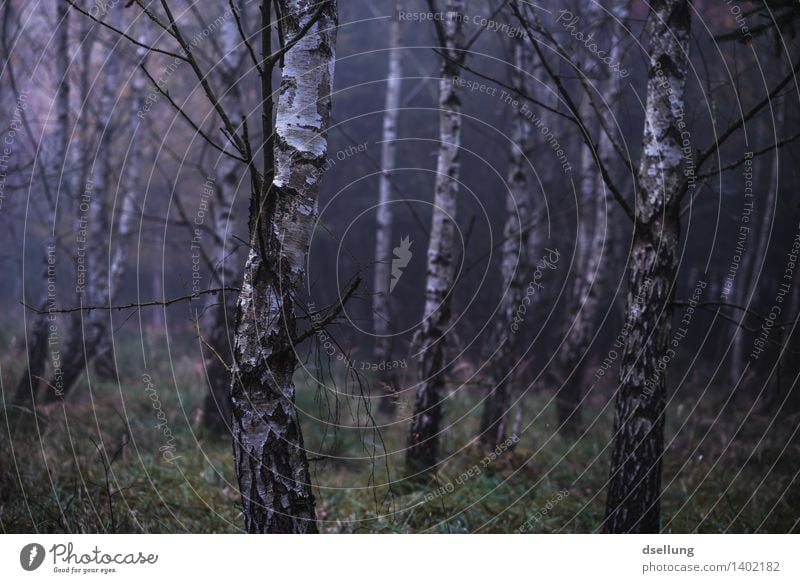 forest. Environment Nature Landscape Plant Autumn Climate Bad weather Fog Rain Tree Birch wood Birch tree Forest Threat Dark Creepy Cold Wet Natural Blue Green