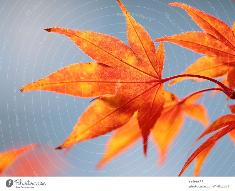 leaf lamps Environment Nature Animal Sky Cloudless sky Autumn Beautiful weather Plant Leaf Rachis Autumnal colours Maple leaf Park Illuminate Esthetic Exotic