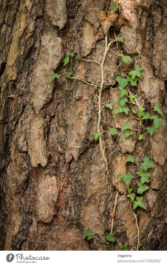 forest ivy Nature Plant Tree Ivy Pine Tree bark Tree trunk Creeper Forest Growth Natural Dry Brown Green Belief Grief Contentment Hope Idyll Transience