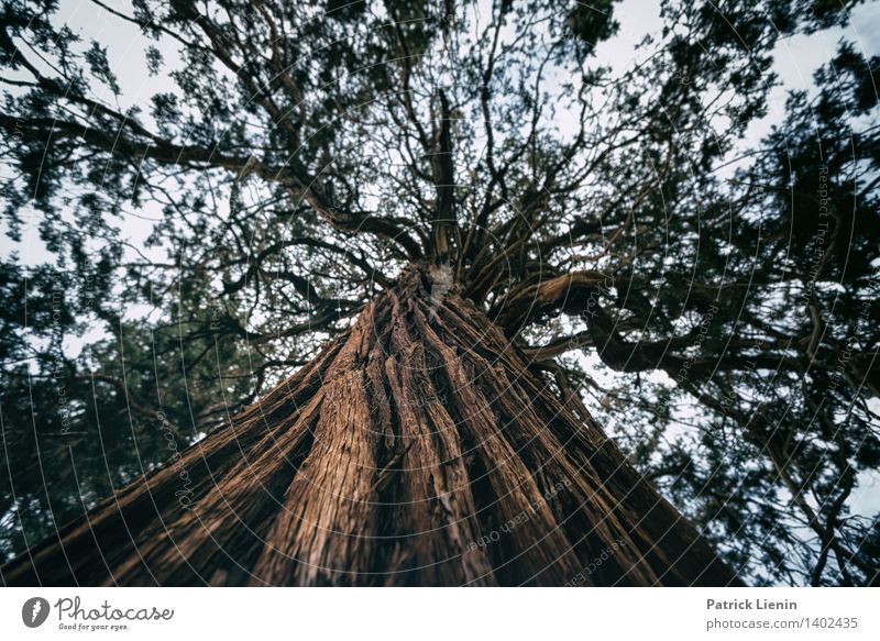 sequoia Tourism Trip Adventure Camping Environment Nature Landscape Plant Elements Earth Summer Climate change Weather Beautiful weather Drought Tree Forest