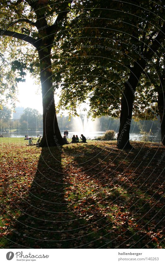 downside Shadow Friendliness Dark Autumn Cold Tree Park Fountain Water fountain Meadow Autumn leaves Green Orange Calm Back-light accommodate sb./sth.