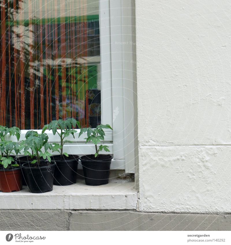 hemp plantation? Hemp Green Window Handrail Half Growth Breed Window board Pot Decoration Drape Reflection Mirror White Black 5 Sprout Hesitate Caution