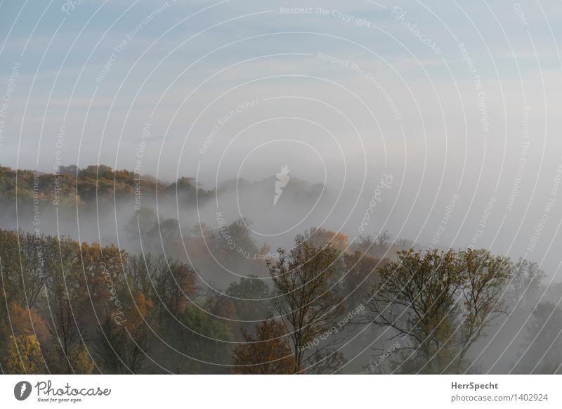 October morning Nature Landscape Autumn Fog Tree Forest Vienna Vienna Woods Outskirts Esthetic Natural Beautiful Viennese Forest Shroud of fog Cloud forest