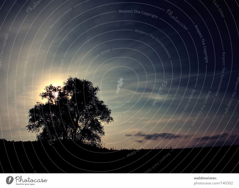 evening mood Tree Clouds Light Back-light Dusk Sky Sun Evening