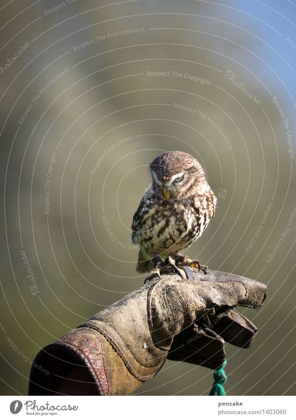 small bore III Nature Sky Park Forest Animal Wild animal Bird Zoo Exceptional