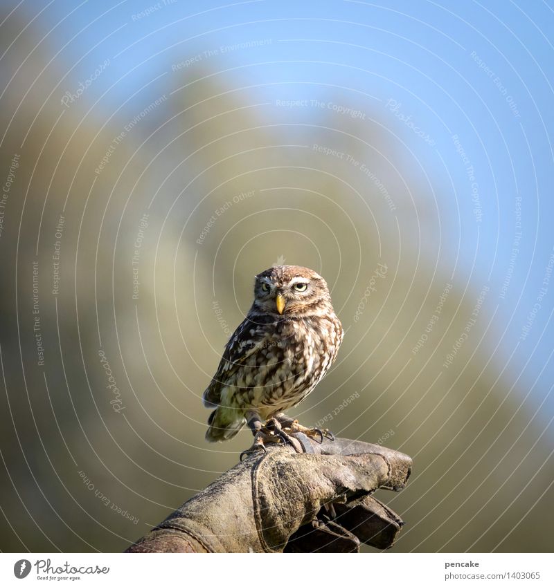 small bore II Sky Park Forest Animal Wild animal Bird 1 Exceptional Bird of prey Falconer Gloves Watchfulness Hunter Eurasian Pygmy Owl Owl birds Colour photo