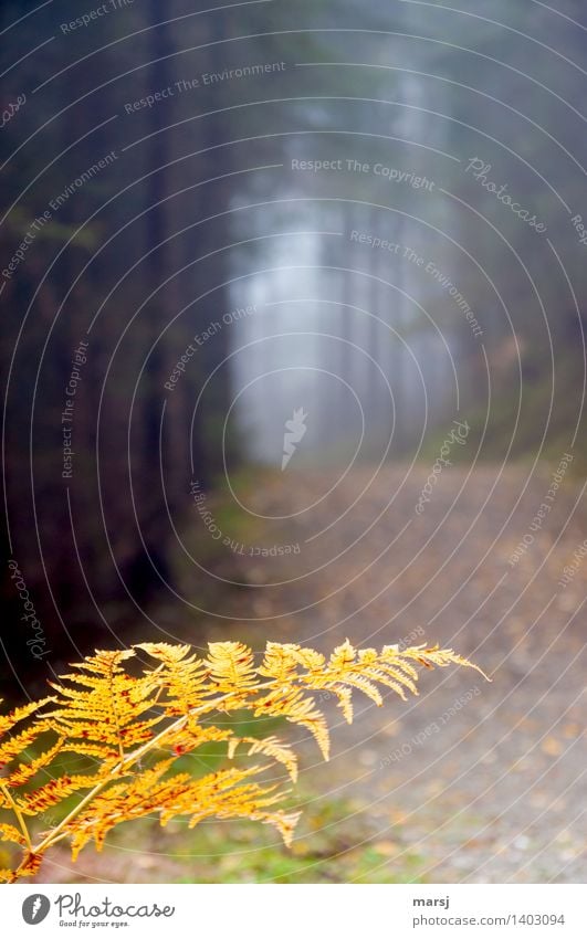 Dream | stuck fog day with golden yellow fern Nature Autumn Fog Plant Fern Footpath Illuminate Sadness Moody Hope Humble Concern Grief Longing Disappointment