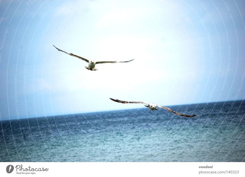 Weird birds Seagull Caribbean Sea Freedom Ocean Water Bird Liberation Sailing Flying Beautiful weather Horizon Sky Low Flight Vacation Tilt