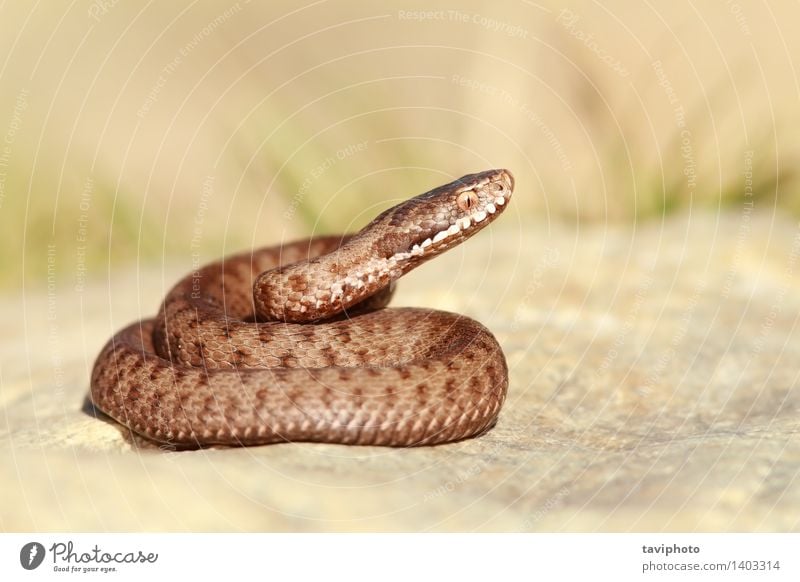 beautiful european common adder Beautiful Nature Animal Wild animal Snake Creepy Brown Fear Dangerous berys Viper vipera Poison venomous Reptiles European