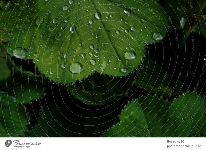 Pearls of nature! Green Summer Rain Leaf Drops of water Nature Fresh Cold Wet Water Damp Macro (Extreme close-up) Close-up