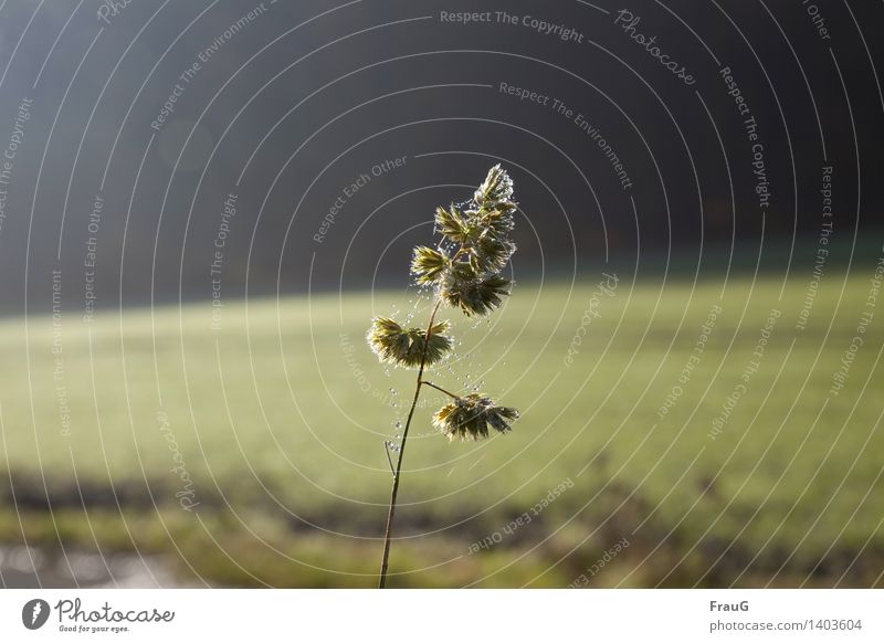 upright into the new year Environment Nature Plant Grass Stand Green Unwavering Spider's web Dew Loneliness Light Colour photo Exterior shot Day