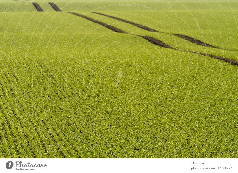 Rural Highway Grain Farmer Agriculture Forestry Environment Nature Landscape Plant Spring Beautiful weather Foliage plant Agricultural crop Rye Rye field Wheat