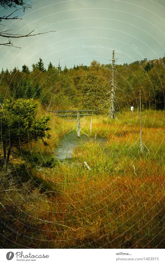 Swampy area in the high moor Bog Marsh Fen Georgenfelder raised bog tin forest Nature Landscape Land Feature Erz Mountains Nature reserve Wilderness