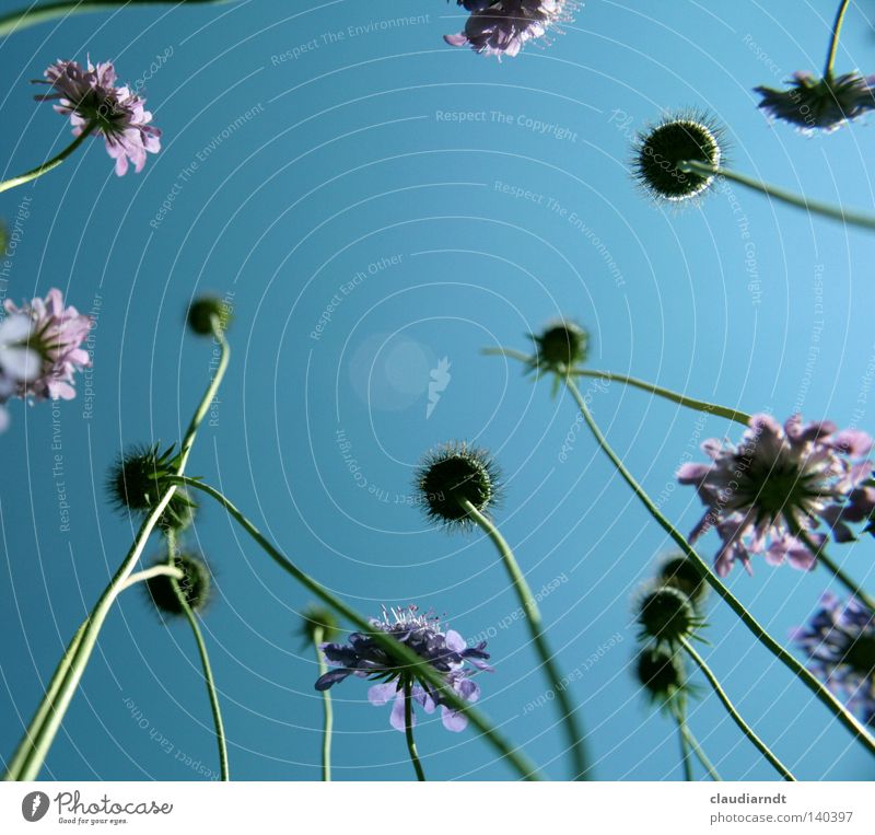 giraffe flowers Flower Blossom Stalk Worm's-eye view Perspective Upward Sky Flower meadow Meadow Summer Lie Exceptional Violet Plant Long Aspire Diligent Botany