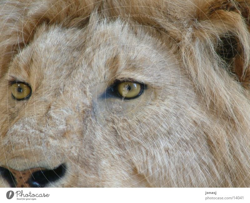 Look me in the eye Lion Mane Pelt Animal Stuffed Wild animal