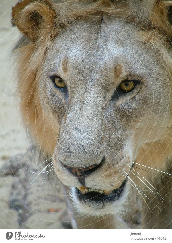 lion Lion Mane Pelt Animal Stuffed Wild animal