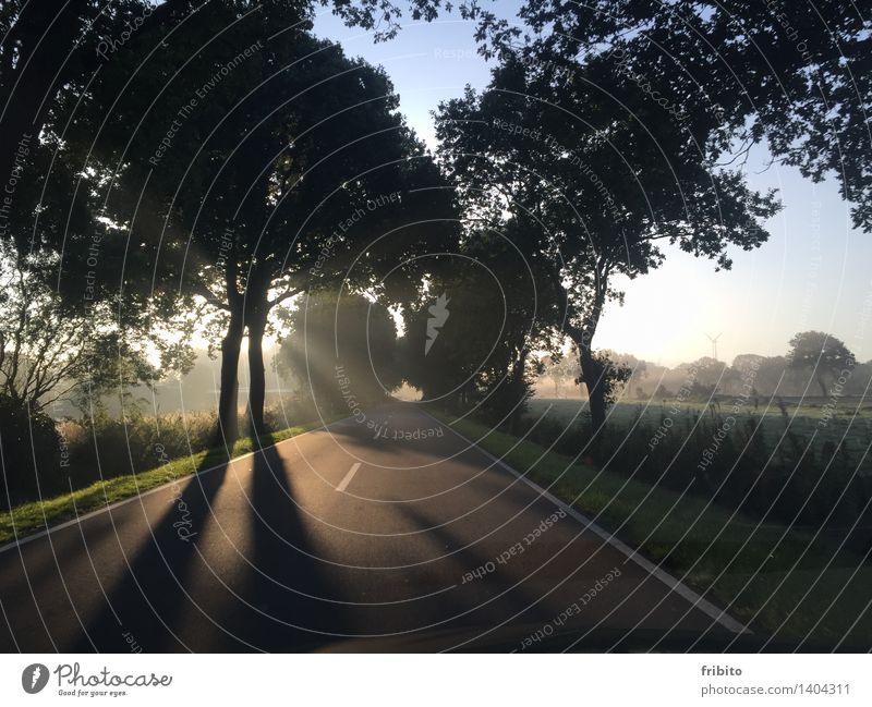 autumn morning Happy Trip Freedom Summer Sun Nature Landscape Plant Air Sky Cloudless sky Sunrise Sunset Sunlight Autumn Beautiful weather Fog Tree Grass