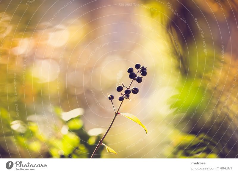 Berry Bokeh Elegant Style Environment Nature Sunlight Autumn Beautiful weather Plant Bushes Leaf Wild plant Berry bushes wild berries Forest Blur Shaft of light