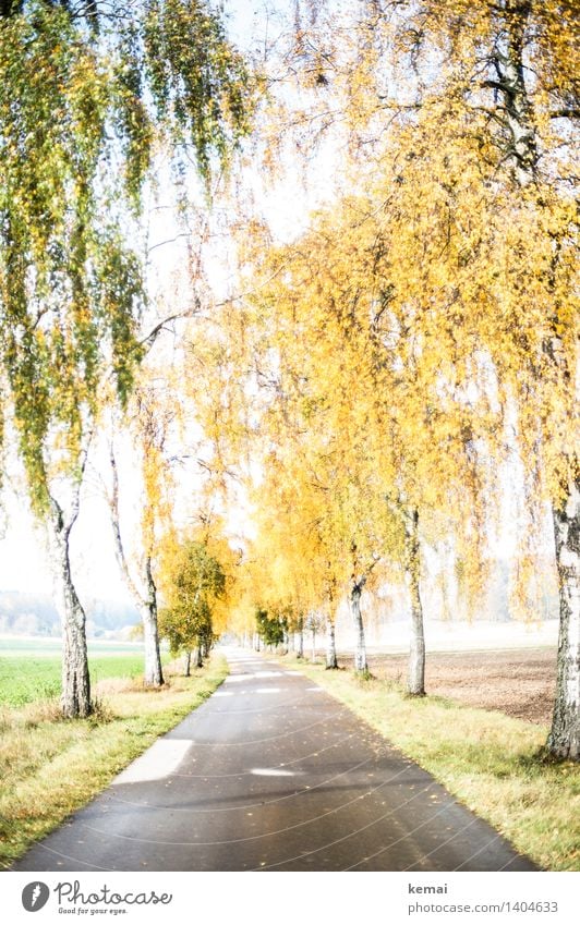 The bright lane Environment Nature Landscape Plant Sunlight Autumn Beautiful weather Tree Birch tree Birch avenue Traffic infrastructure Street Lanes & trails