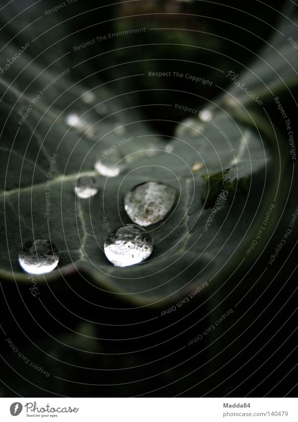 Drops II Cauliflower Drops of water Rain Vegetable garden Bla Leaf