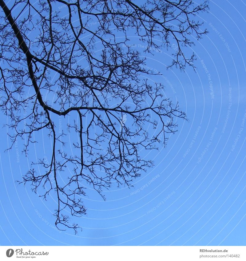 grazed2 Twigs and branches Branchage Tree Blue Beautiful weather Moody Silhouette Branched Sky Wood Winter