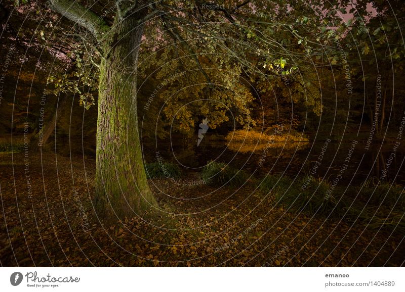 Tree at night at the lake Vacation & Travel Nature Landscape Plant Water Autumn Leaf Park Forest Lake Dark Cold Natural Strong Green Forest lake