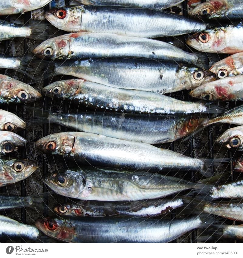 sardines au barbecue Barbecue (apparatus) Sardine Nutrition Kitchen Leisure and hobbies fish BBQ cooking heads tails