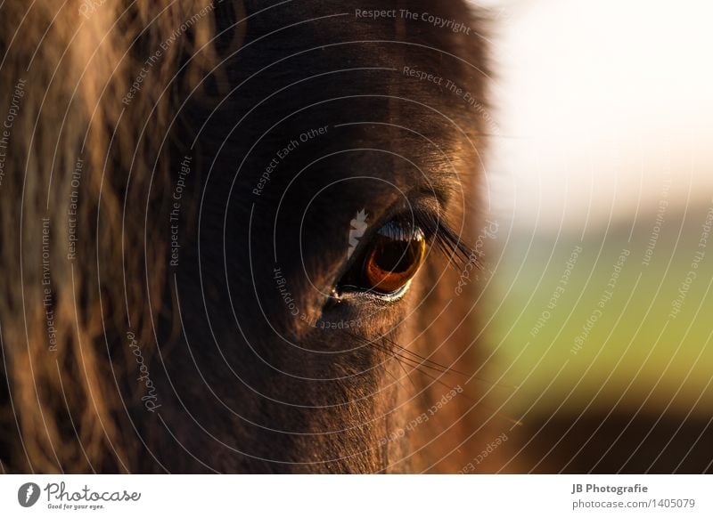 kind? Horse Passion Calm Longing Iceland Pony Icelander Eyes Sunset Autumnal Light Snapshot Loyalty young horse Far-off places Eyelash Colour photo Detail