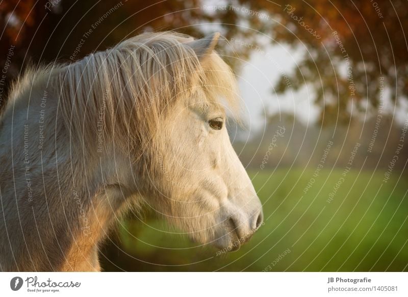 autumn mood Horse Relaxation Dream Happy Contentment Joie de vivre (Vitality) Iceland Pony Icelander Autumn Beam of light Multicoloured Leaf canopy Gray (horse)