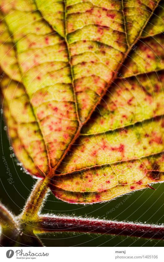 Autumn branching Plant Leaf Blackberry leaf leaf ribs Rachis Illuminate End Autumnal Tiny hair Colour photo Multicoloured Exterior shot Pattern Deserted