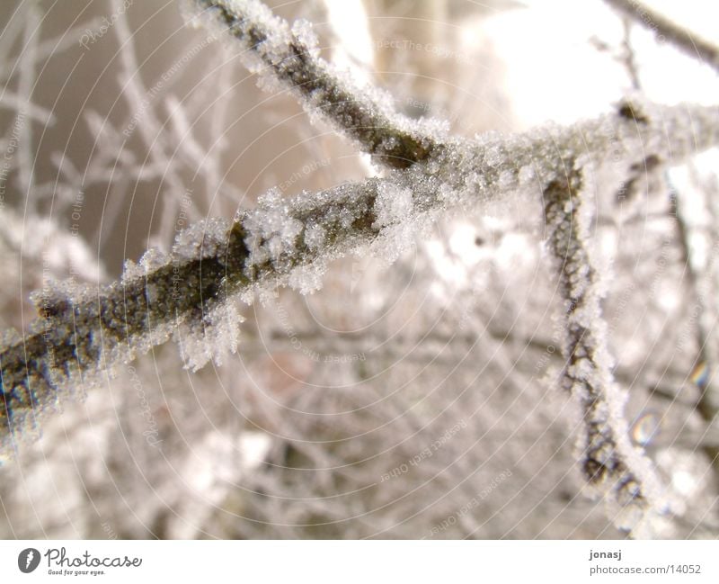 Ice on a stick Twig Branch Macro (Extreme close-up)