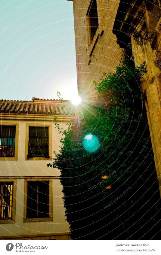 Celestial Plant Street Facial expression Blue Cordoba Town Traffic infrastructure Andalusian vou paseo mirar verde luz rincón rayo hiedra ventana fachada