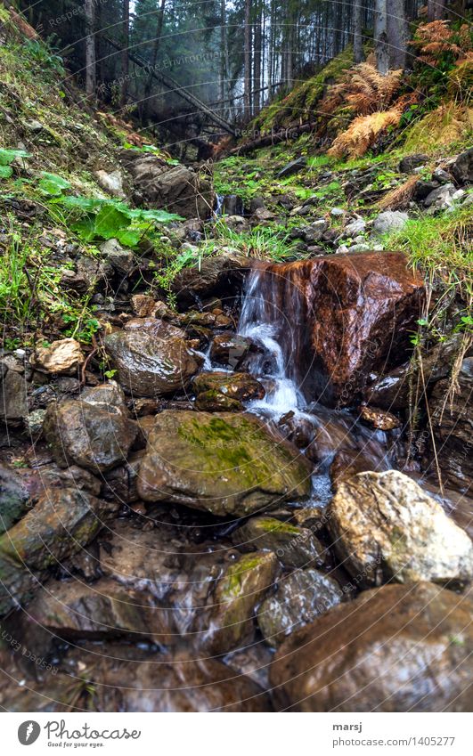 refreshingly Autumn Forest Brook Waterfall Mountain stream Success Refreshment Love of nature Nature Colour photo Subdued colour Exterior shot Deserted