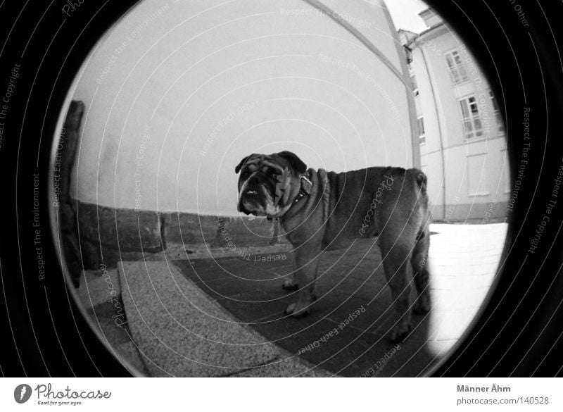 Se acabo... Dog Fisheye House (Residential Structure) Wall (building) Animal Town Bulldog English Window Sidewalk Stand Mammal Black White Neckband Pelt Tails