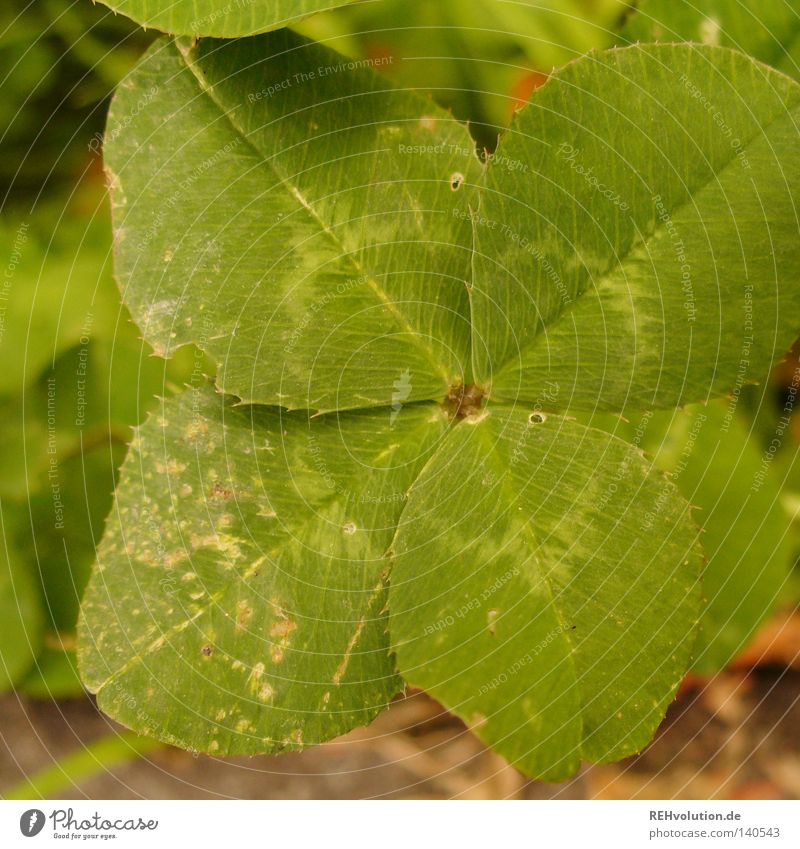 find happiness Clover Cloverleaf Green Happy Good luck charm Coincidence Find Search Meadow Lanes & trails Wayside Visible Exceptional Lawn Stick out Stalk