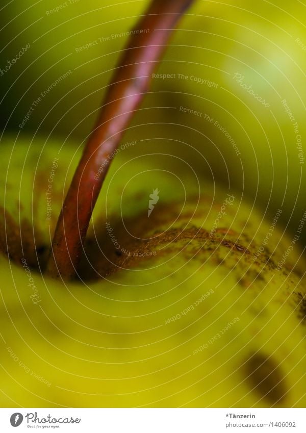 Fresh from the tree Food Fruit Apple Organic produce Vegetarian diet Healthy Natural Green Colour photo Subdued colour Interior shot Macro (Extreme close-up)