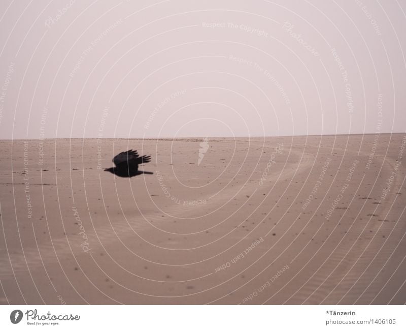 hitchcock feeling Landscape Coast Beach North Sea Animal Wild animal Bird Crow 1 Colour photo Subdued colour Exterior shot Deserted Day Deep depth of field