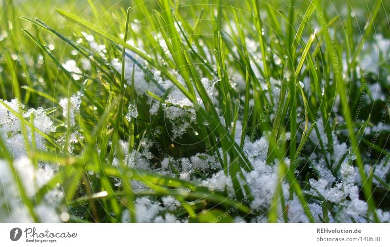 something winter Spring Green Grass Meadow Blade of grass Snowflake White Damp Wet Cold Winter Friendliness Macro (Extreme close-up) Close-up Lawn Bright