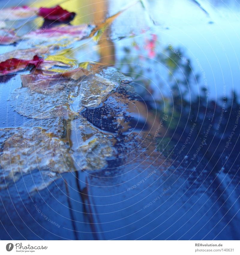 There was rain Rain Drops of water Bad weather Meteorology Weather Reflection Moody Damp Wet Rose Leaf Blossom Blossom leave Sky Blue Tendril Terrace Table