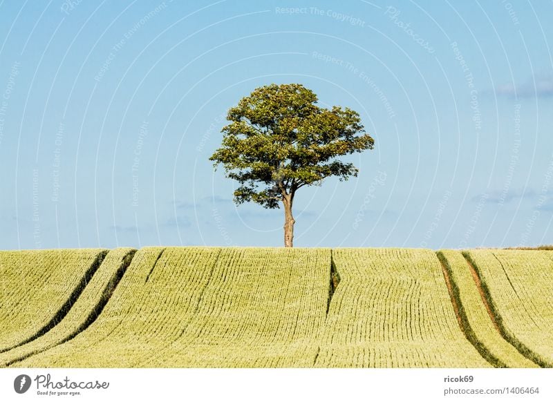 Tree at the edge of the field Grain Agriculture Forestry Nature Landscape Plant Field Blue Green Sky Grain field Mecklenburg-Western Pomerania unattached