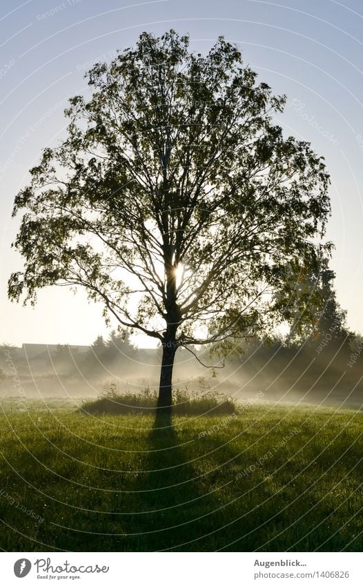 habitat Nature Beautiful weather Fog Meadow Field Think Fragrance Relaxation To enjoy Smiling Looking Illuminate Free Glittering Warmth Blue Gold Green Serene