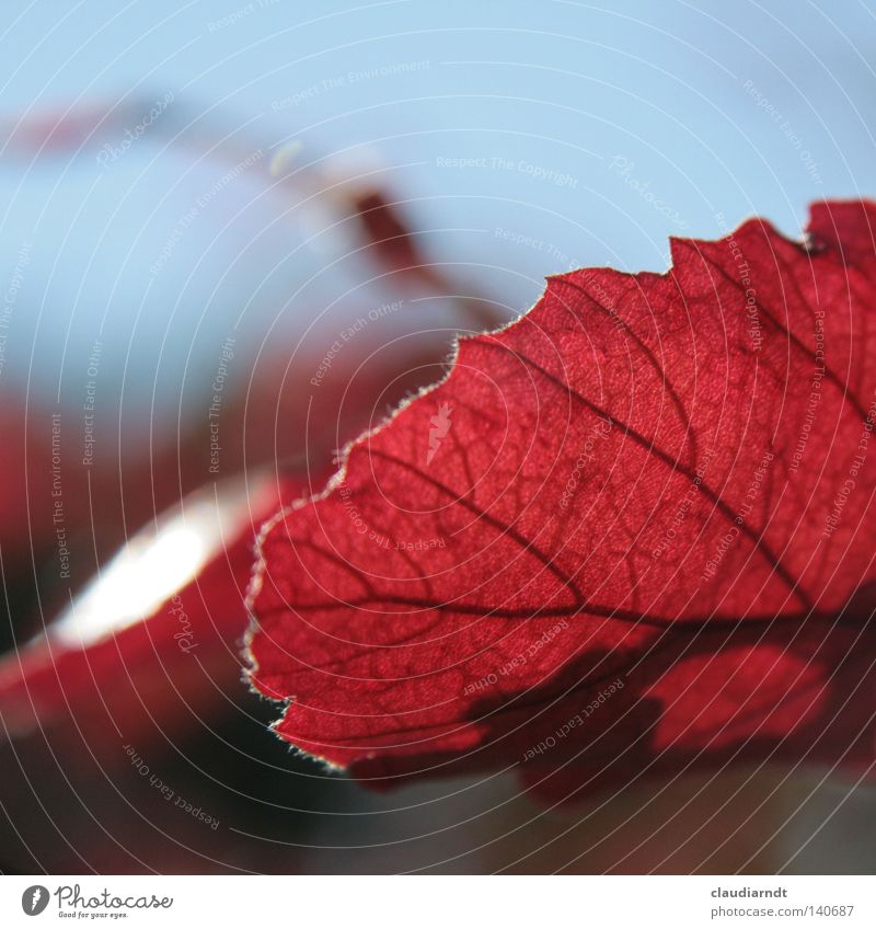 Blushed Leaf Red Rachis Plant Autumn Leaf filament Macro (Extreme close-up) Detail Multicoloured Flavonoid Vessels. biology leaf colouring Autumnal Colour