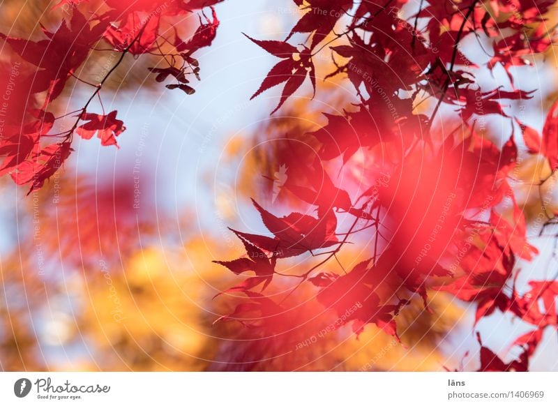 in the meantime ll Environment Autumn Plant Tree Leaf Japan maple tree Garden Park Illuminate Natural Leaf canopy Deserted Shallow depth of field